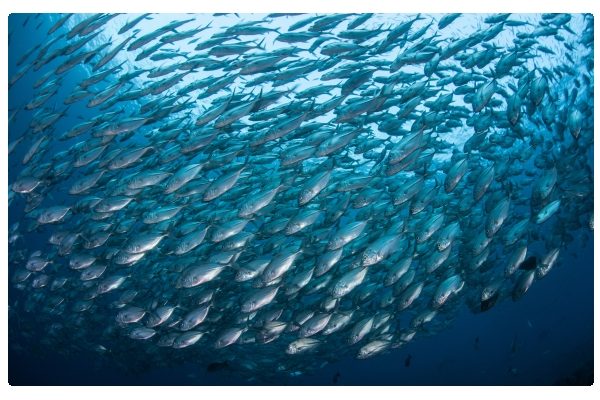Fish Shoal swarming